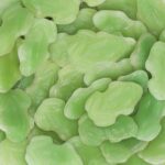 Capico Fette Froesche Fruchtgummi 60er No6 1120
